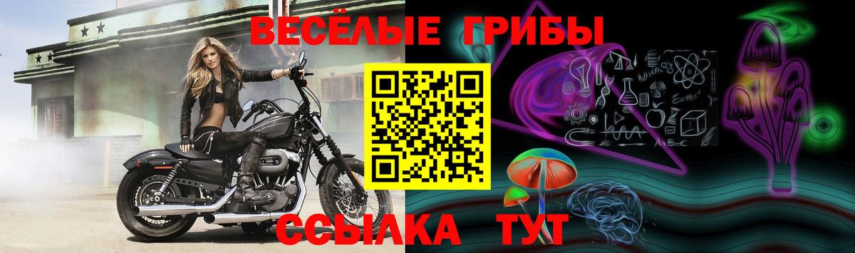 Псилоцибиновые грибы мицелий Иваново